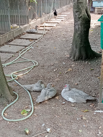 Anatre mute grigio perla