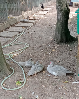 Anatre mute grigio perla