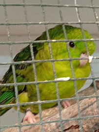 Pappagalli uccelli animali