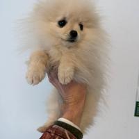 Cucciola di Pomerania