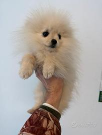 Cucciola di Pomerania