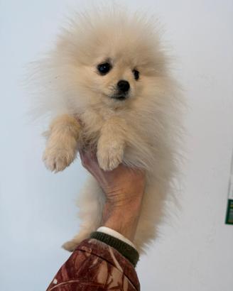 Cucciola di Pomerania