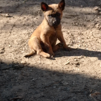 Ultimi tre cuccioli di pastore belga malinois