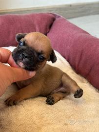 Bulldog francese piccolo