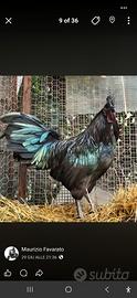 Ayam cemani