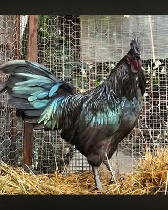 Ayam cemani