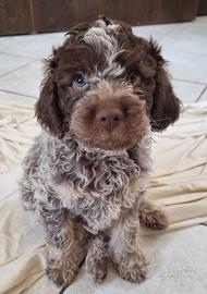 Cuccioli di lagotto romagnolo