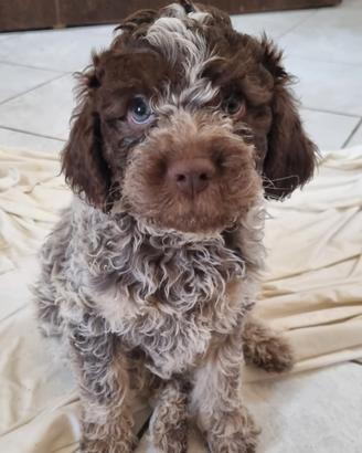 Cuccioli di lagotto romagnolo