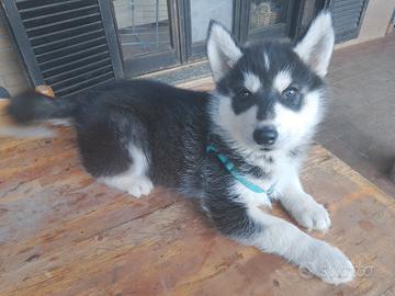Siberian husky