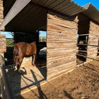 Cavallo paddock prato