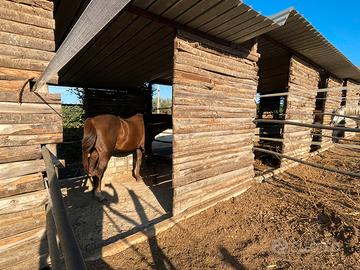 Cavallo paddock prato