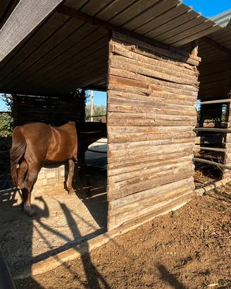 Cavallo paddock prato