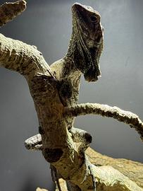 Clamidosauro (Chlamydosaurus kingii)