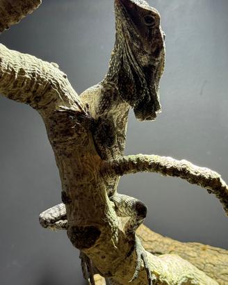 Clamidosauro (Chlamydosaurus kingii)