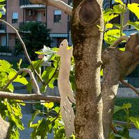 SCOIATTOLO DECORATOVO PER ALBERO DA GIARDINO