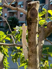 SCOIATTOLO DECORATOVO PER ALBERO DA GIARDINO