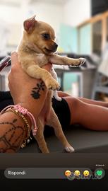 Chihuahua maschio/femmina 55 giorni