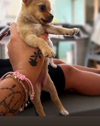 Chihuahua maschio/femmina 55 giorni