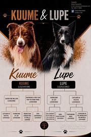 Cuccioli border collie