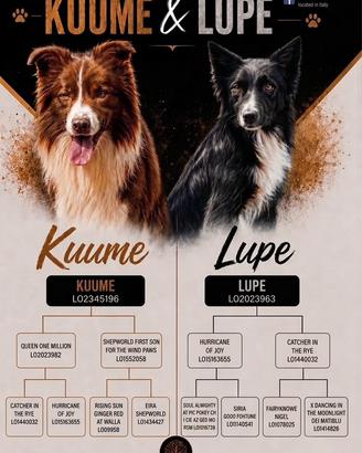 Cuccioli border collie