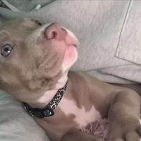 Cucciola di american pittbull terrier blue