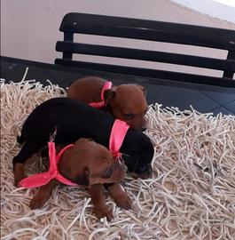 Pinscher toy originali