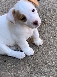 jack russel