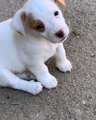 jack russel