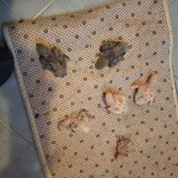 Inseparabili