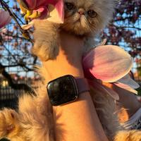 Persiano maschio SUPER PREZZO