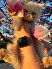 Persiano maschio SUPER PREZZO