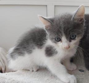 Gattino gattini