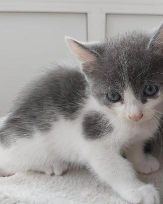 Gattino gattini
