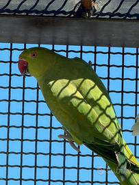 Parrocchetto