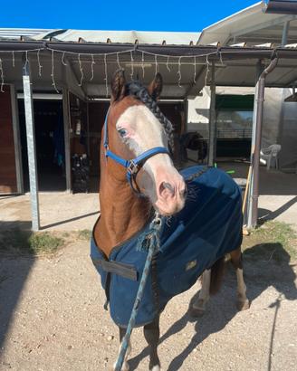 Pony