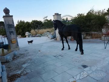 Cavallo murgese
