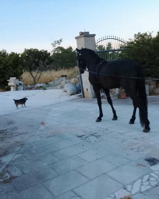 Cavallo murgese