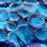 Acquario corallo molle