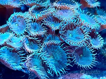 Acquario corallo molle