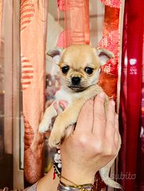 Ultimo cucciolo maschio Chihuahua