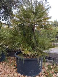 palme nane/chamaerops humilis 