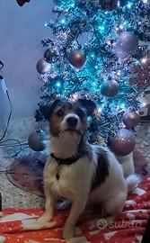 Barcellona pozzo di gotto