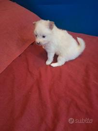 Cuccioli di volpino spitzen
