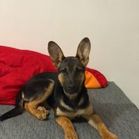 Cucciola pastore tedesco