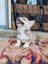 Cuccioli di Welsh Corgi Pembroke