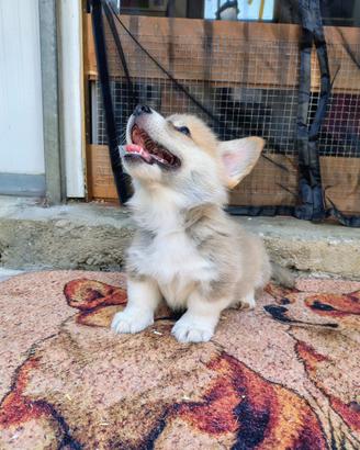 Cuccioli di Welsh Corgi Pembroke