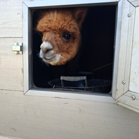 Alpaca