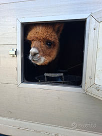 Alpaca