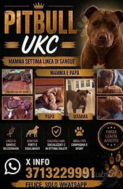 Animale domestico
