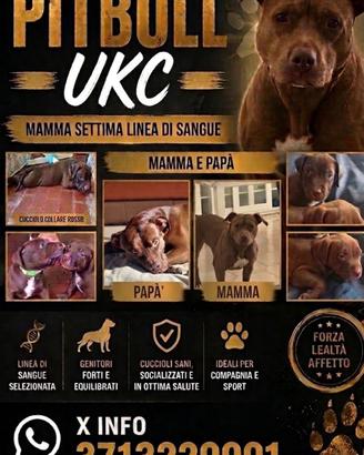 Animale domestico